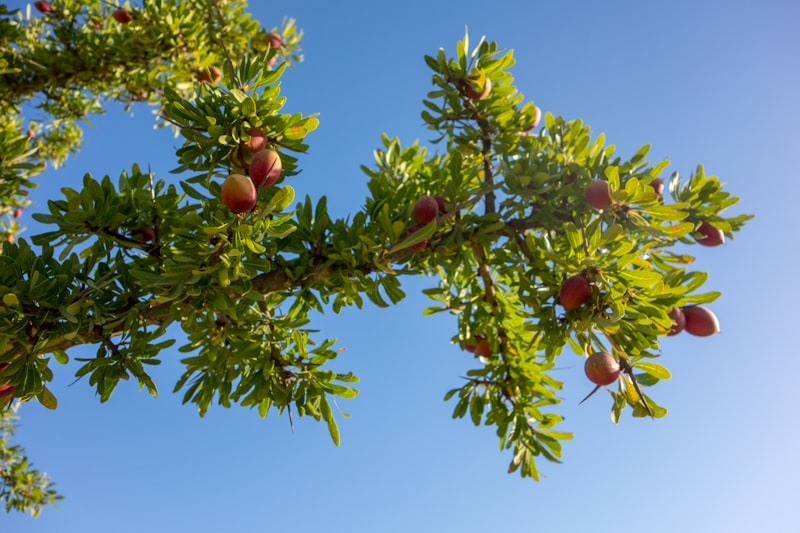 Argan Yağı Kirpikleri Uzatır Mı?