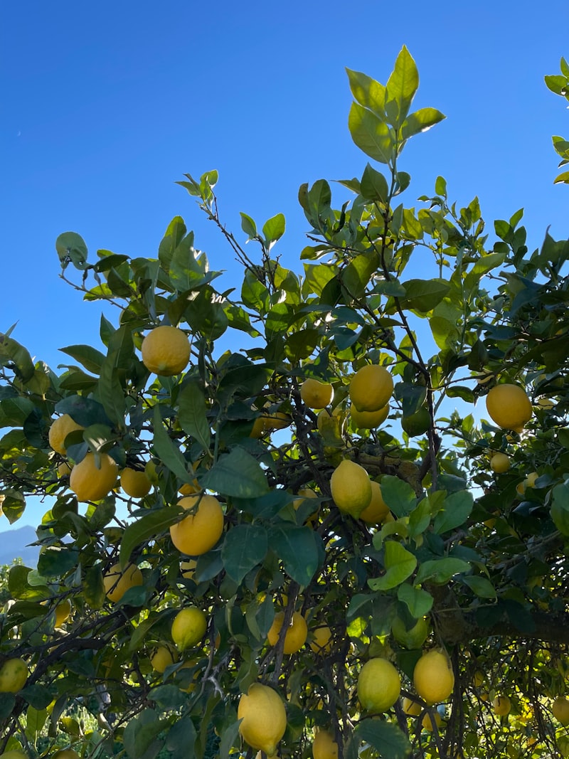 Aşısız Limon Çiçek Açar Mı?