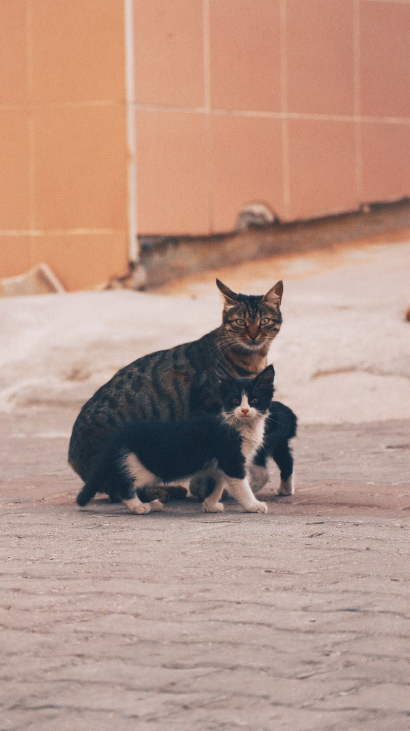 Balıkesir Bit Pazarı Hangi Gün?